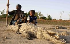 Crocodilos sagrados do Sabou